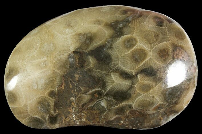 Polished Petoskey Stone (Fossil Coral) - Michigan #156101